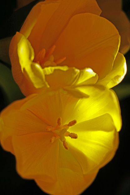 Vue de dessus des tulipes à fleurs jaunes au printemps sur fond noir