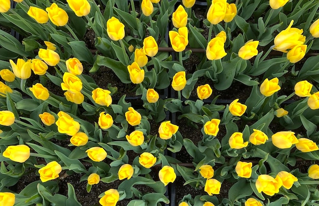 Vue De Dessus De Tulipes Jaunes. Champ De Fleurs Jaunes. Photos De Printemps