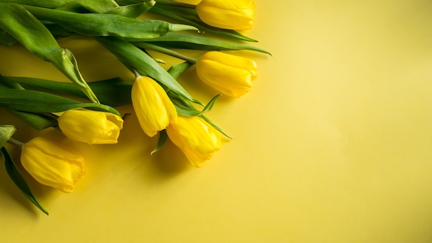 Vue de dessus des tulipes de printemps sur fond jaune coloré photo panoramique