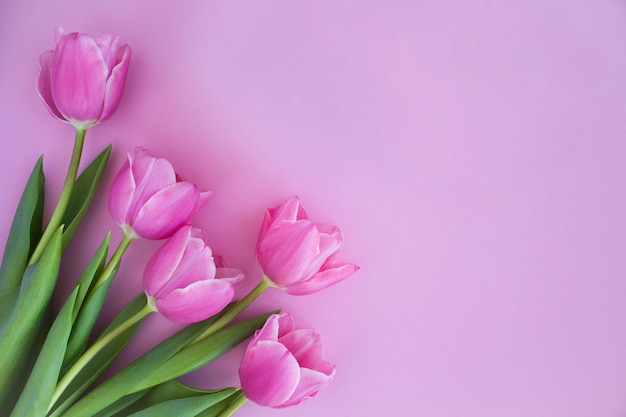 Vue de dessus sur les tulipes roses sur fond rose Espace de copie Fond de printemps