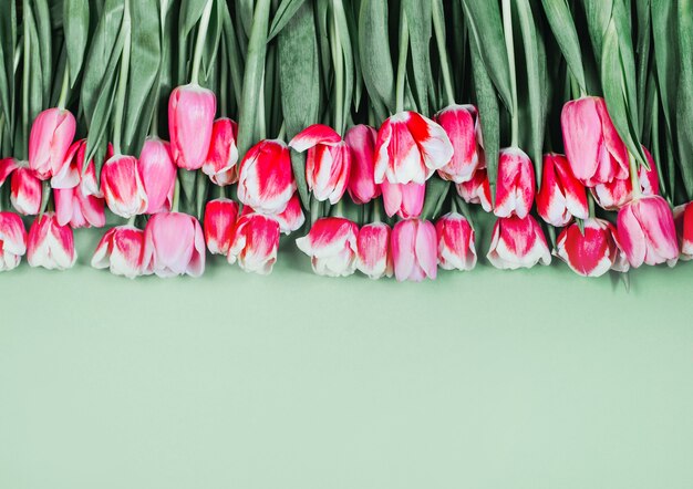 Vue de dessus des tulipes roses sur fond vert avec espace libre