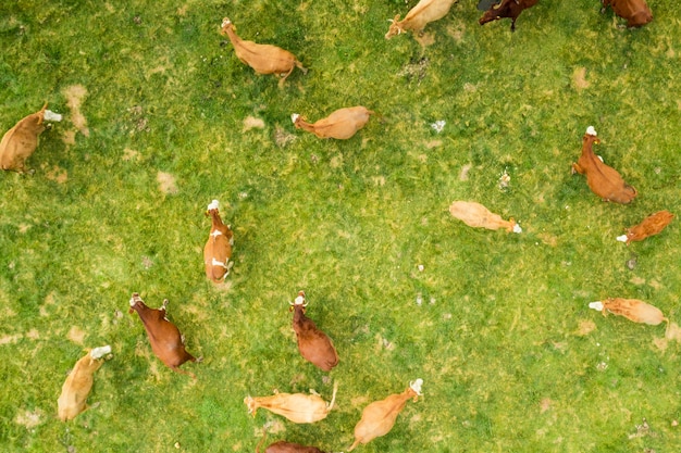 Vue de dessus sur les vaches brunes dans un champ herbeux vert clair