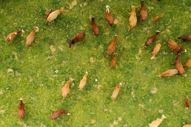 Vue de dessus sur les vaches brunes dans un champ herbeux vert clair