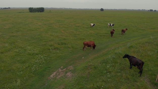 vue de dessus des vaches dans un champ vert avec de beaux taureaux de troupeau de ciel bleu