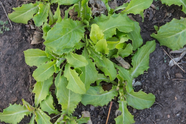 Vue de dessus de la variété de feuilles de laitue plantées dans le jardin biologique