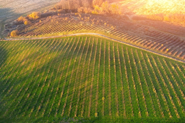 Vue de dessus des vergers avec pommiers Beaucoup de jeunes arbres en automne