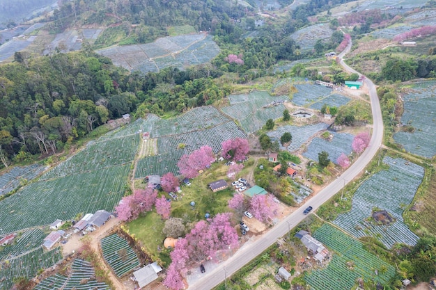 Vue de dessus Vue aérienne des cerisiers en fleurs roses sur les montagnes