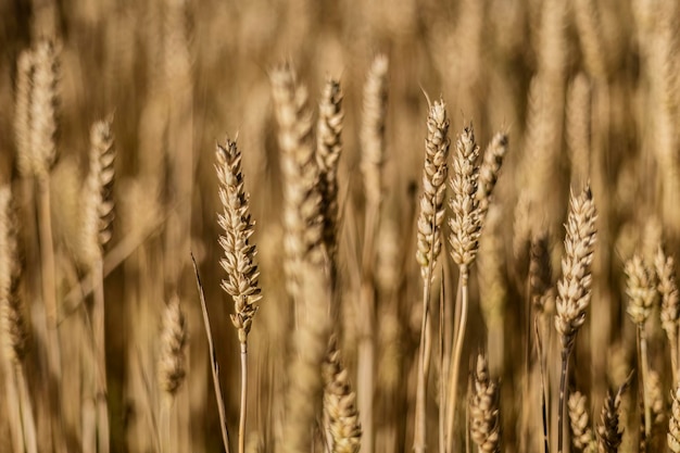 Vue détaillée des épis de blé matures en été