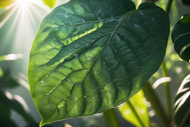 Photo vue détaillée des problèmes de ravageurs visibles sur les grandes feuilles tachetées et perforées d'une plante exotique en pot dans la jungle intérieure.