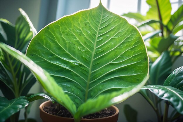 Photo vue détaillée des problèmes de ravageurs visibles sur les grandes feuilles tachetées et perforées d'une plante exotique en pot dans la jungle intérieure.