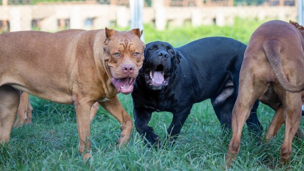 Photo vue de deux chiens sur le champ