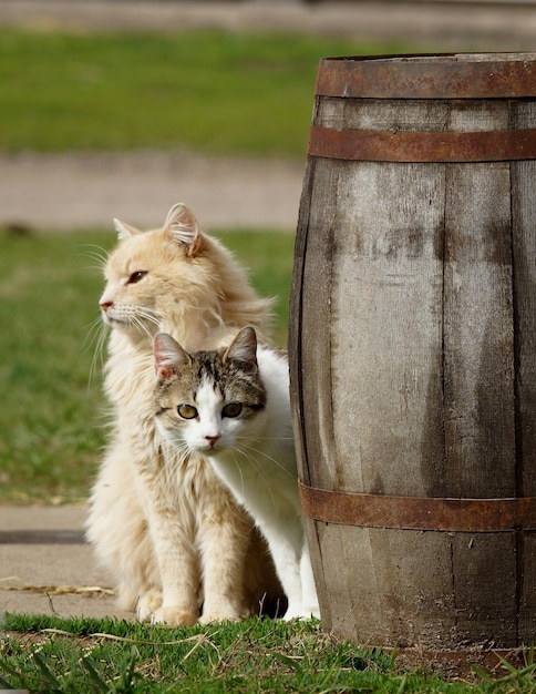 Photo vue de devant de deux chats