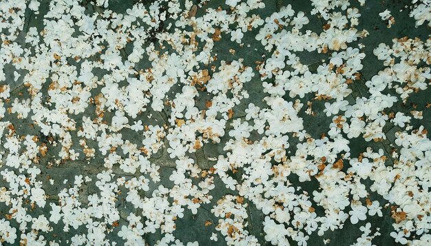 Vue directement au-dessus des fleurs blanches tombées sur le sentier