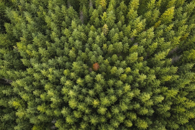 Vue de drone d'une forêt verte