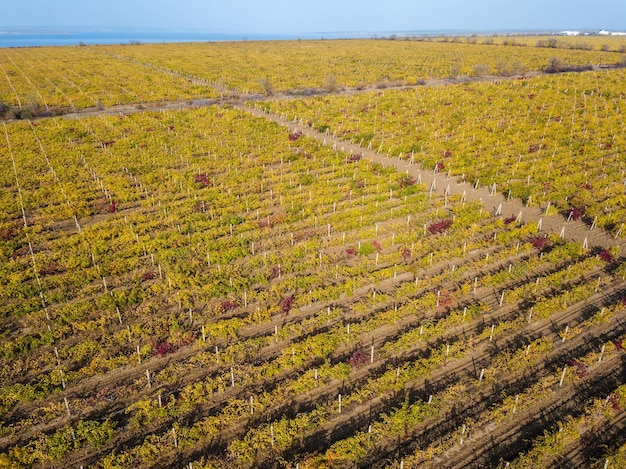 Vue de drone sur le magnifique paysage de vignobles en automne Photographie aérienne du haut