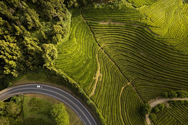 Vue drone des plantations de thé vert