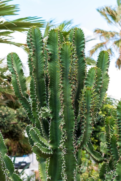 Vue du cactus vert en plein air