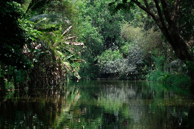 Vue du canal dans une jungle