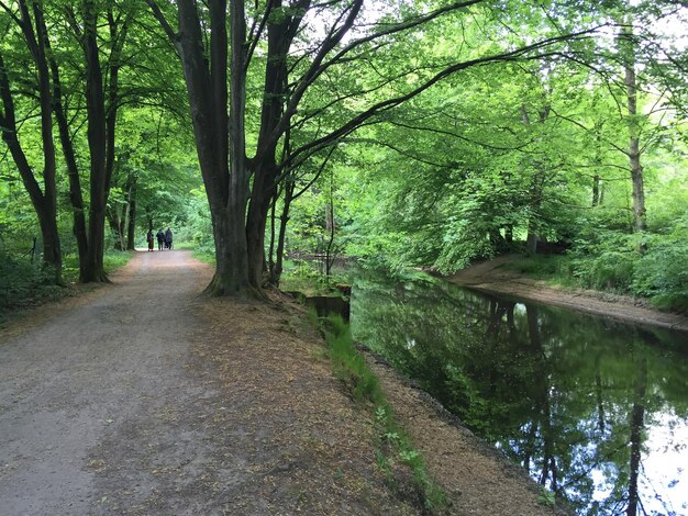 Photo vue du canal qui traverse la forêt