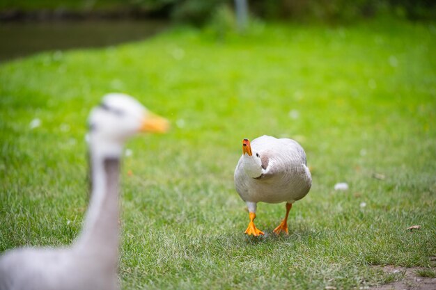 Vue du canard sur le champ