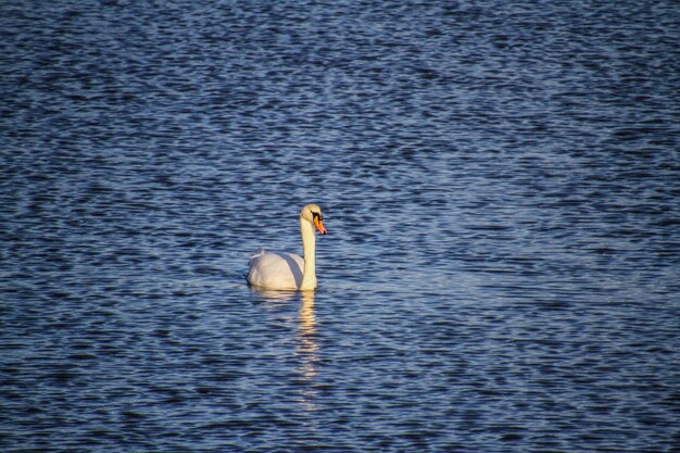 Vue du canard en mer