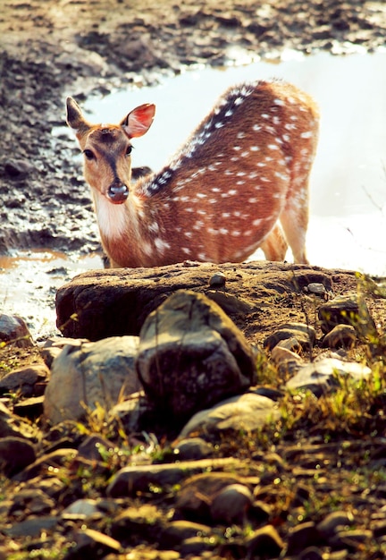 Vue du cerf sur le rocher