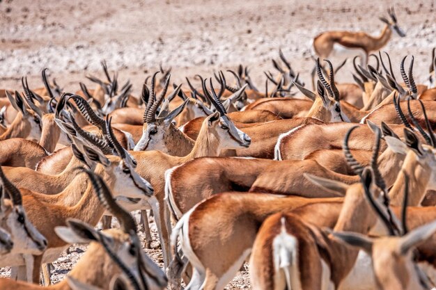 Photo vue du cerf