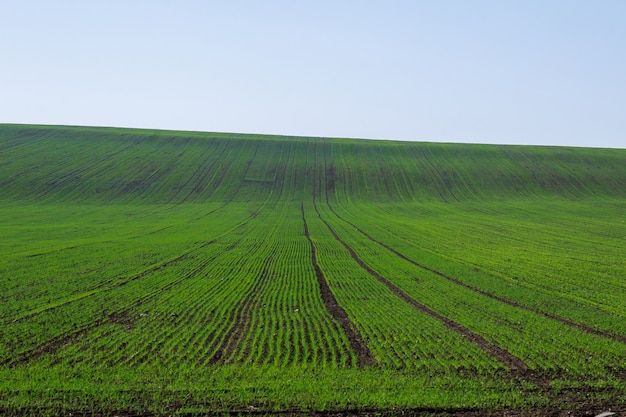 Vue du champ agricole avec des pousses de blé d'hiver.