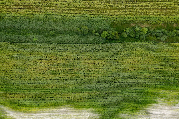 Vue du champ agricole semé d'en haut