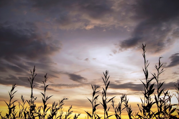 Vue du champ avec ciel coucher de soleil dramatique