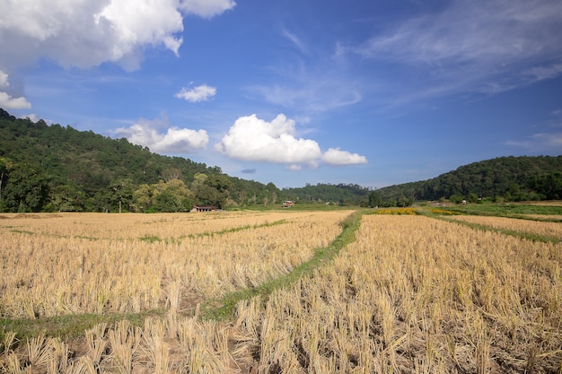 Vue du champ de riz