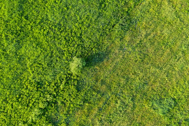 vue du champ sauvage d'en haut