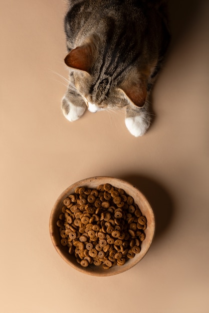 Photo vue du chat avec un bol de nourriture