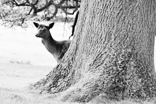 Photo vue du chat sur le tronc d'un arbre