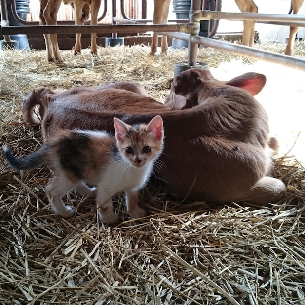 Photo vue du chat