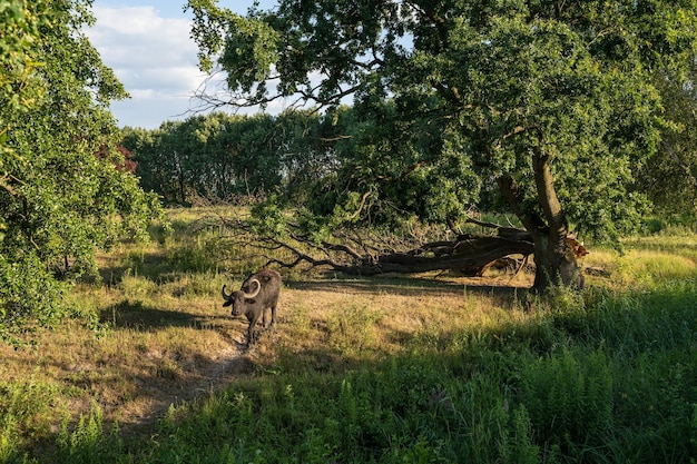 Vue du cheval sur le champ