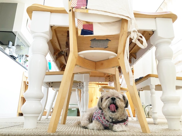 Photo vue du chien assis sur la table