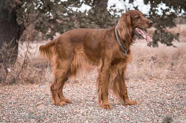 Photo vue du chien détournant le regard