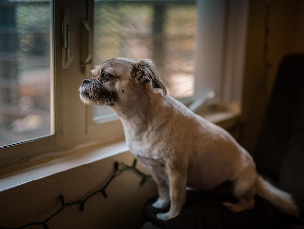 Vue du chien regardant par la fenêtre