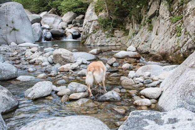 Photo vue du chien et des rochers dans l'eau