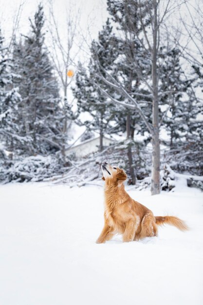 Vue du chien sur un terrain recouvert de neige