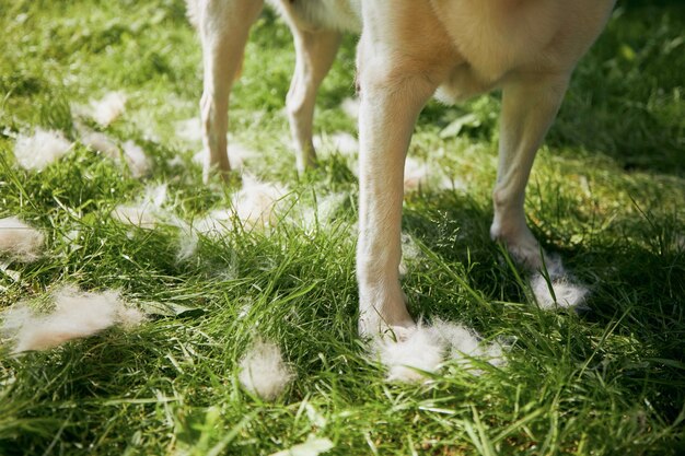 Vue du chien sur le terrain