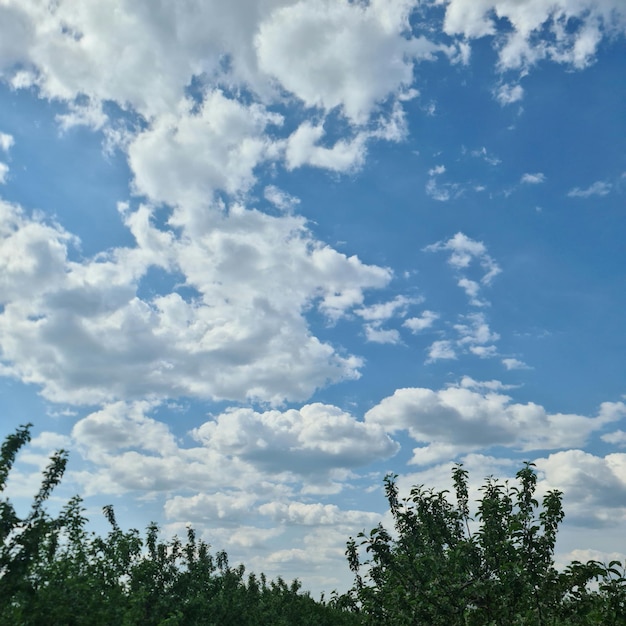 Une vue du ciel depuis le verger de pommiers.