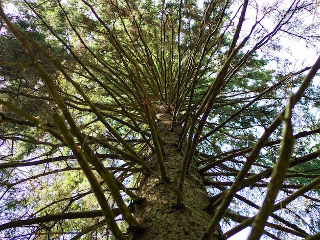 Vue du ciel à travers les branches d'un sapin