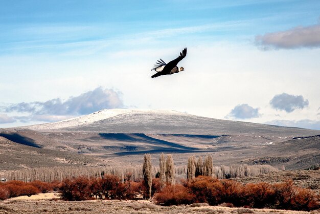 Photo vue du condor volant au-dessus de la montagne contre le ciel