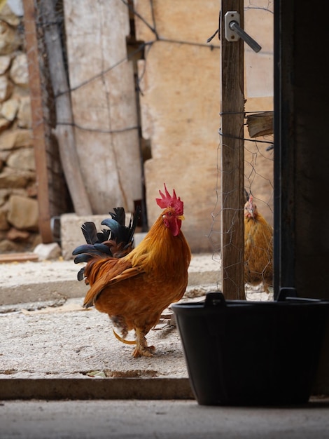 Photo vue du coq dans le poulailler