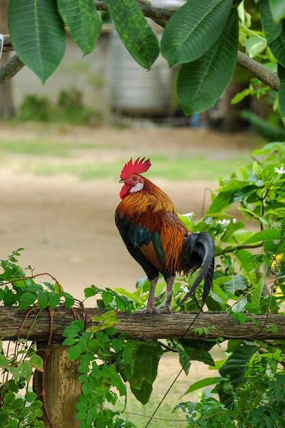 Photo vue du coq sur la plante