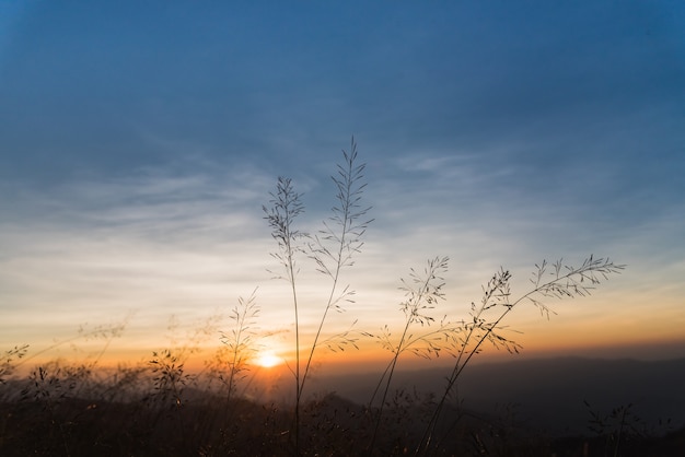 Vue du coucher de soleil d&#39;herbe à la montagne