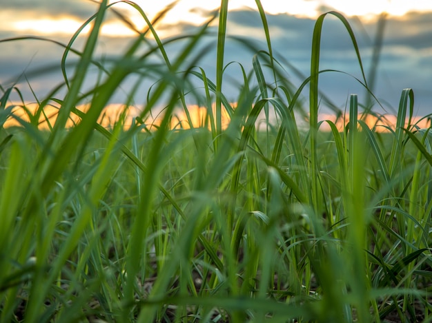 Vue du coucher de soleil sur la plantation de canne à sucre