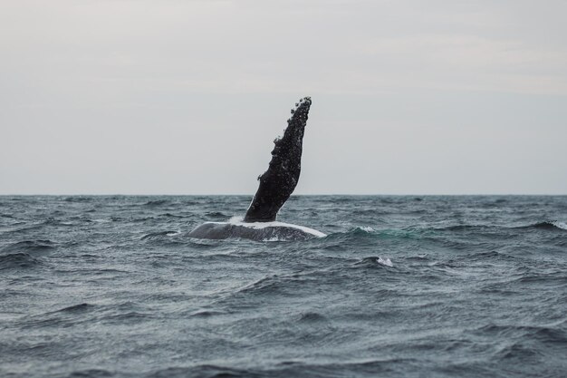 Photo vue du crabe en mer